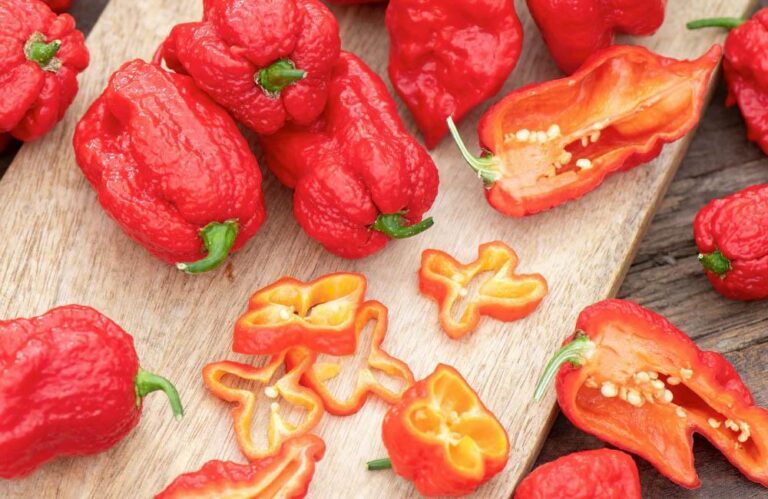 Daftar Habanero Terjitu: Pilihan Terbaik untuk Penggemar Cabai!